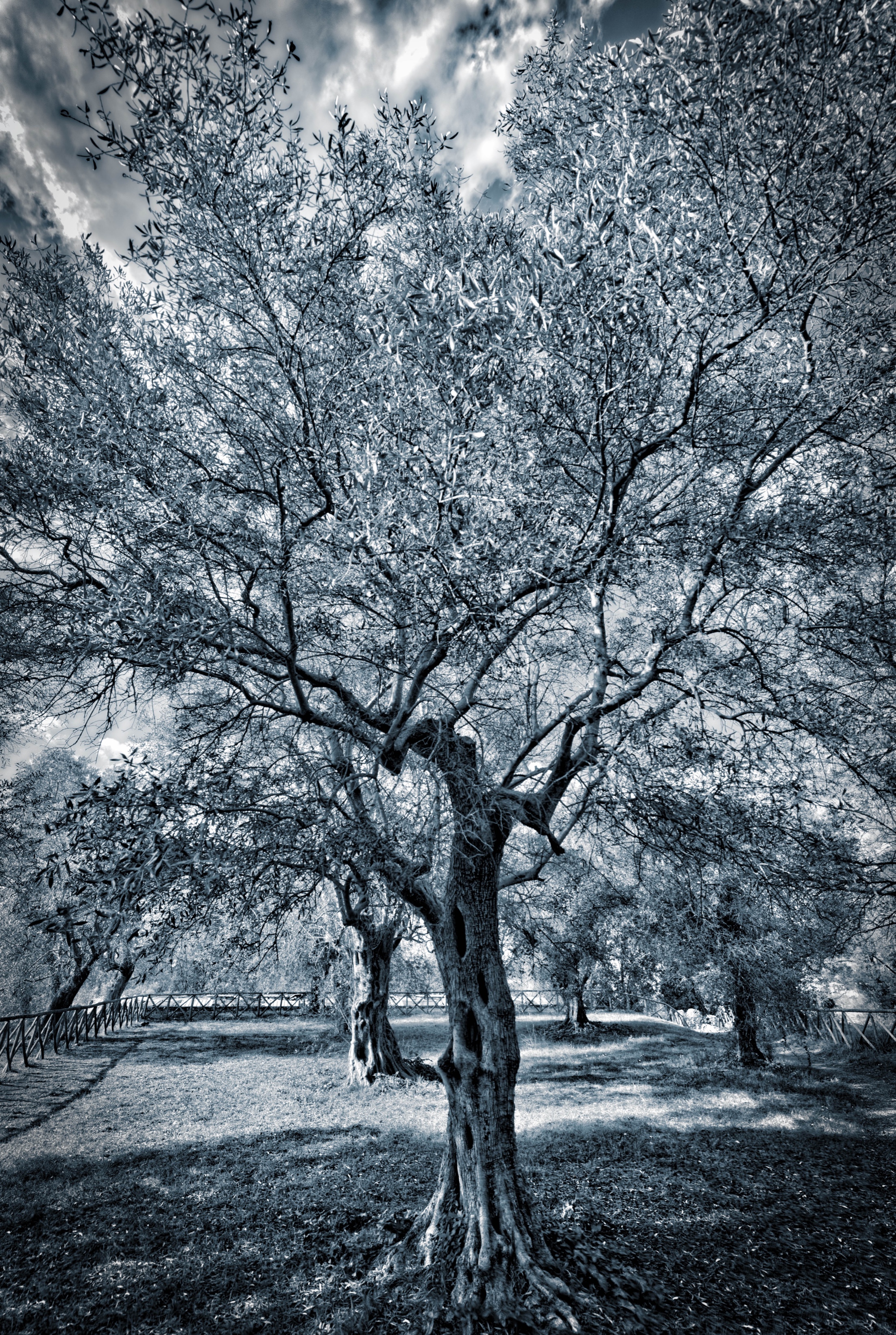 Ancient Olive Tree
